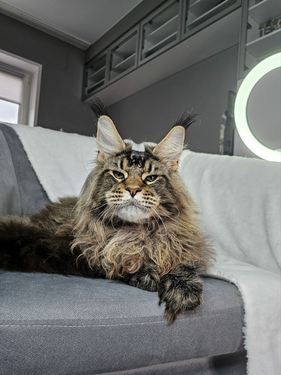 mainecoon cat